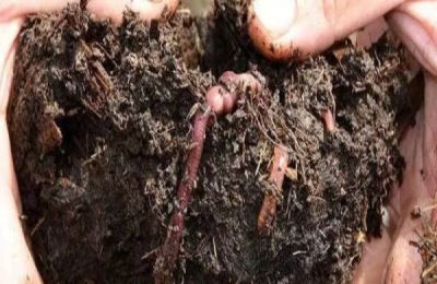 养蚯蚓一亩利润多少钱