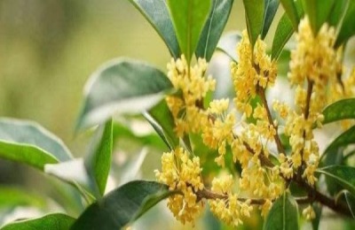 桂花树苗的价格是多少？桂花树种植成本利润分析