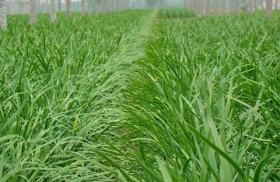 韭菜的种植方法是什么