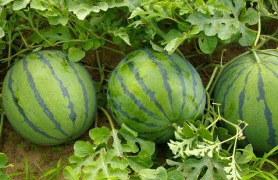 一棵菠萝苗多少钱?怎么培育