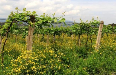 现在种什么最赚钱?这些大项目推荐给你