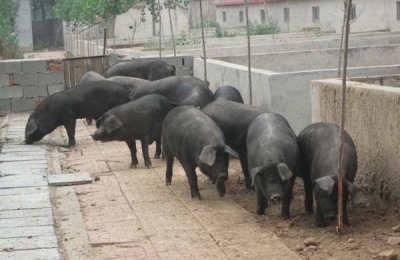 河北省深州市十大特产盘点