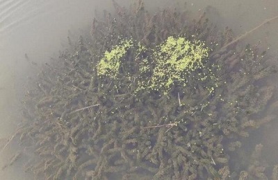 小龙虾养殖方法和环境自己养,水深多少合适