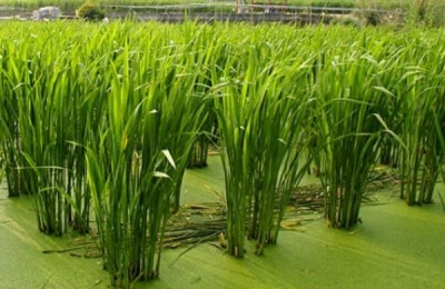 竹子的种植技术和管理是什么