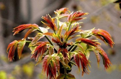 谷雨各地的习俗是什么？什么传统食物好吃