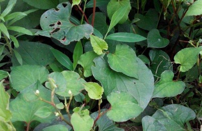 折耳根种植技术,有分株、插枝及育苗三种繁殖方法