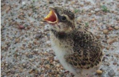 虎头鱼一斤多少钱?人工养殖前景如何?(附养殖技术)