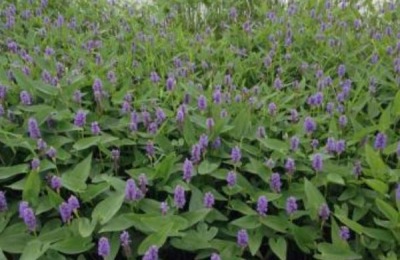 园艺资料主要分为哪些类型？各种园艺资料的价格是多少