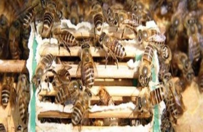 双王群的组织方法及注意事项
