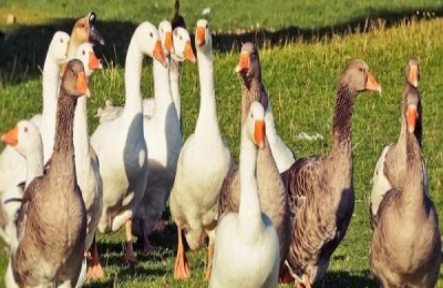 肉鹅催肥的诀窍