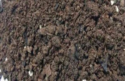 什么花适合秋冬种植