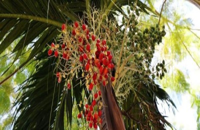 椰枣是什么特产？如何保存