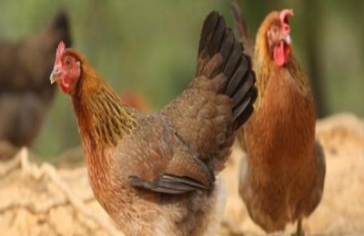 鸡喜欢吃什么食物