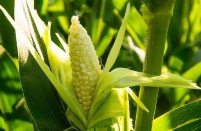 玉米有哪些常见品种?哪种营养价值更高