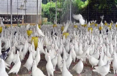 白鸽喜欢吃什么