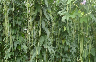 豆角高产栽培技术
