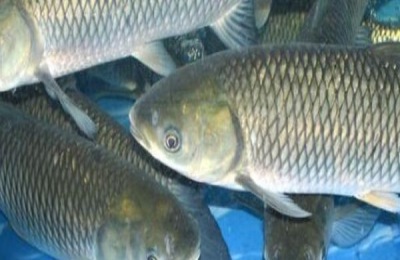 草鱼鱼苗价格多少钱养殖前景和利润怎么样