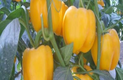 一株彩椒苗多少钱？种植前景如何