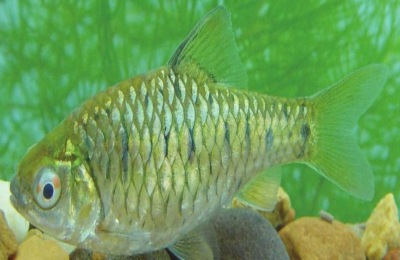 条纹小鲃能长多大