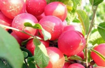 钙果产地在哪里？分析钙果种植前景