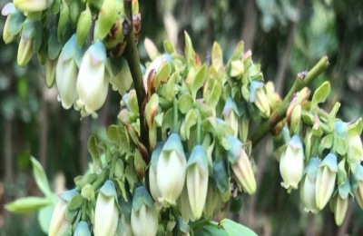 蓝莓开什么颜色的花