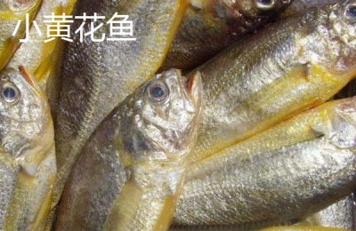 黄花鱼胶产地在哪里?全球鱼胶产地分布介绍