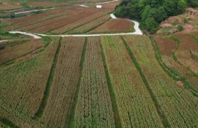 红缨子高粱亩产量多少,附产地分布和简介