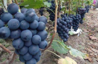 早熟葡萄苗品种有哪些?15个早熟品种总有一个适合你