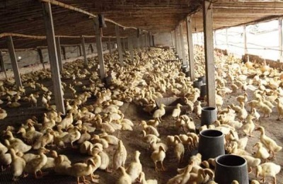 肉鸭的营养需求和饲料制备方法有哪些