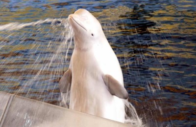 宠物龟养什么品种好？这七个很受欢迎