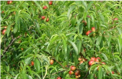 中油16号油桃一斤多少钱？常见油桃品种介绍