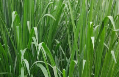 甜象草是养牛业最好的牧草，应该如何种植