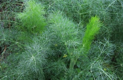 防治茴香菌核病的方法