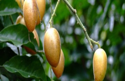 一株黑黄皮果苗的批发价是多少？种植前景如何