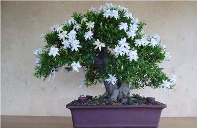 栀子花可以在秋天修剪吗?明年开花会受到影响吗