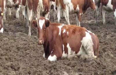 1500斤西门塔尔牛能出多少肉