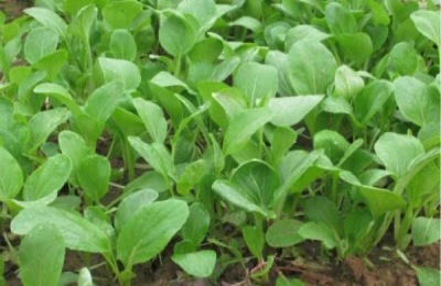 小白菜有哪些优良品种