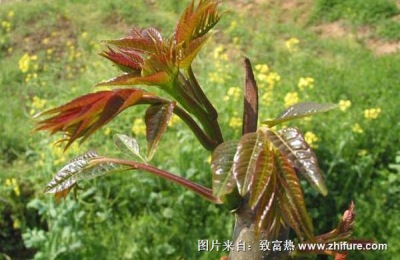 哪个节气上市的香椿特别鲜嫩