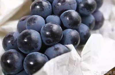 温室种植最赚钱的是什么