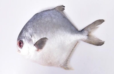 钓鲳鱼的最佳时间