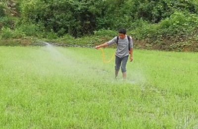 小麦春天打除草剂最佳条件,打除草剂多久下雨不影响效果