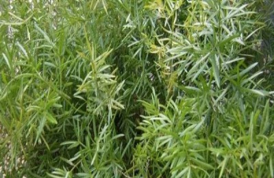 天门冬的种植技术