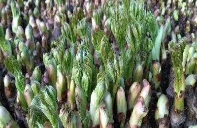 介绍了东北野菜的种类,这8种野菜很多人都吃过