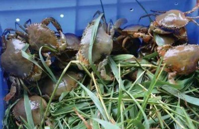 一斤青蟹多少钱?分析青蟹养殖前景