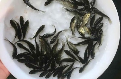 鲫鱼在脏水里能活吗,附养殖方法