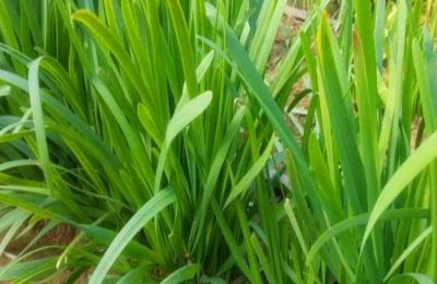 韭菜什么时候播种