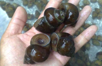 冬季养羊管理要点