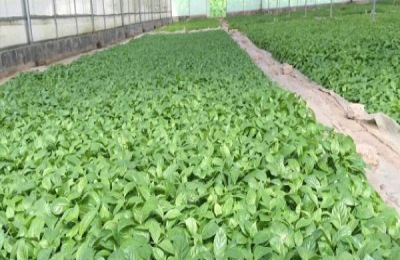 何首乌种植技术