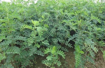 东北适合种植什么中草药