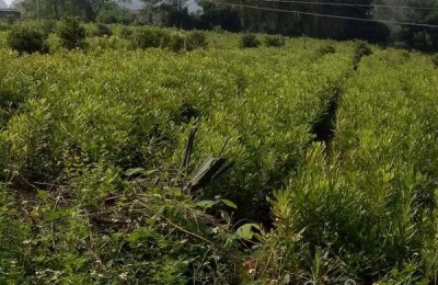 澳洲坚果种植技术管理,株距和行距的标准是多少